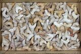 Lot - to Fossil Otodus Shark Teeth - Pieces #133654-1